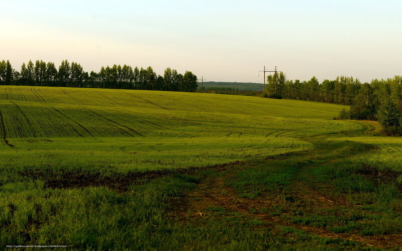 Green Fields at Dusk