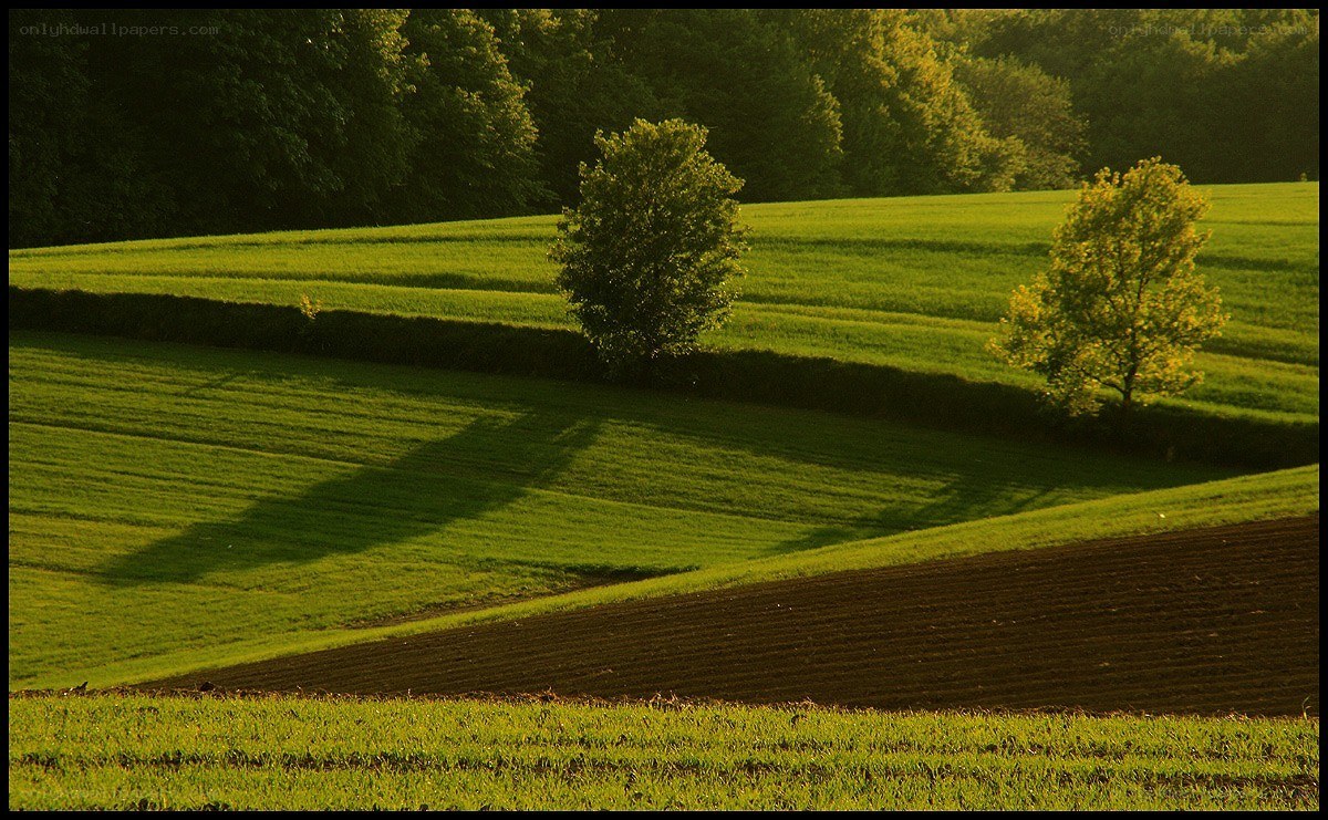 Green fields at golden hour