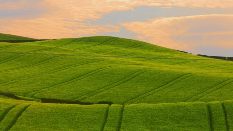 Green Fields at Sunset