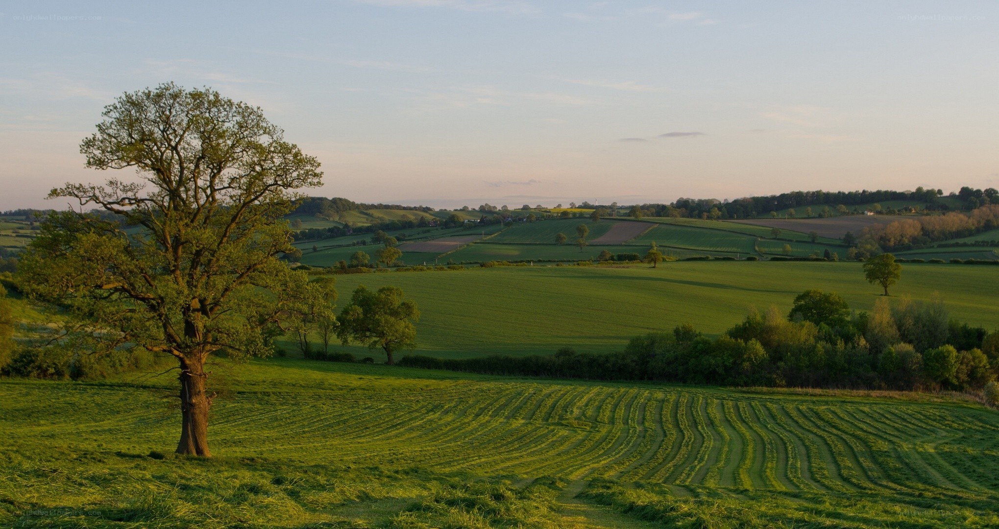 Green fields at sunset