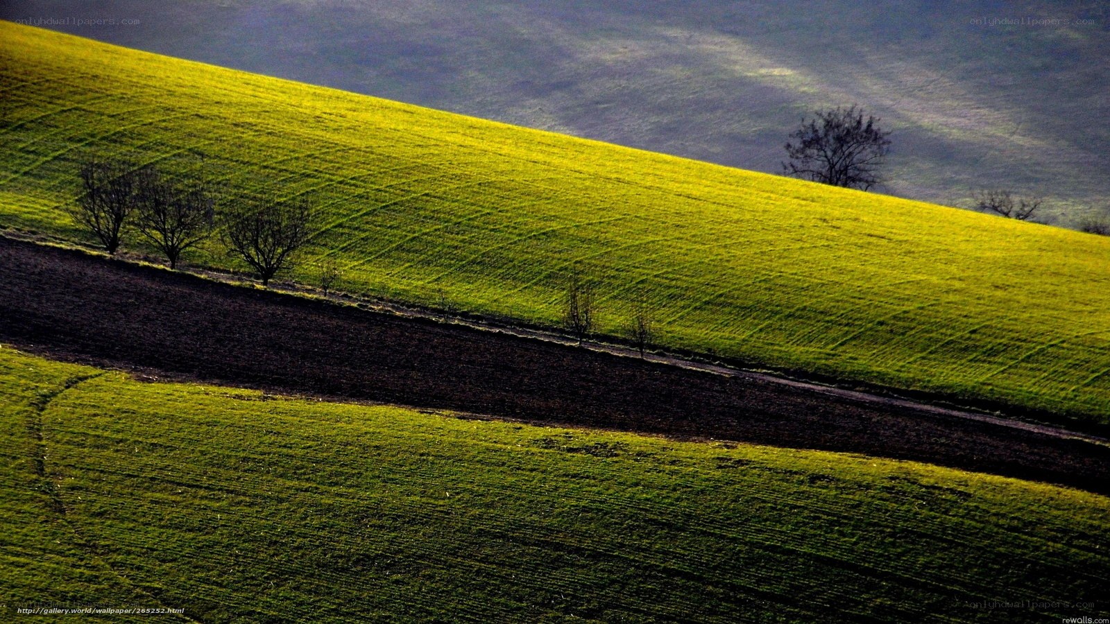 Green Fields at Sunset