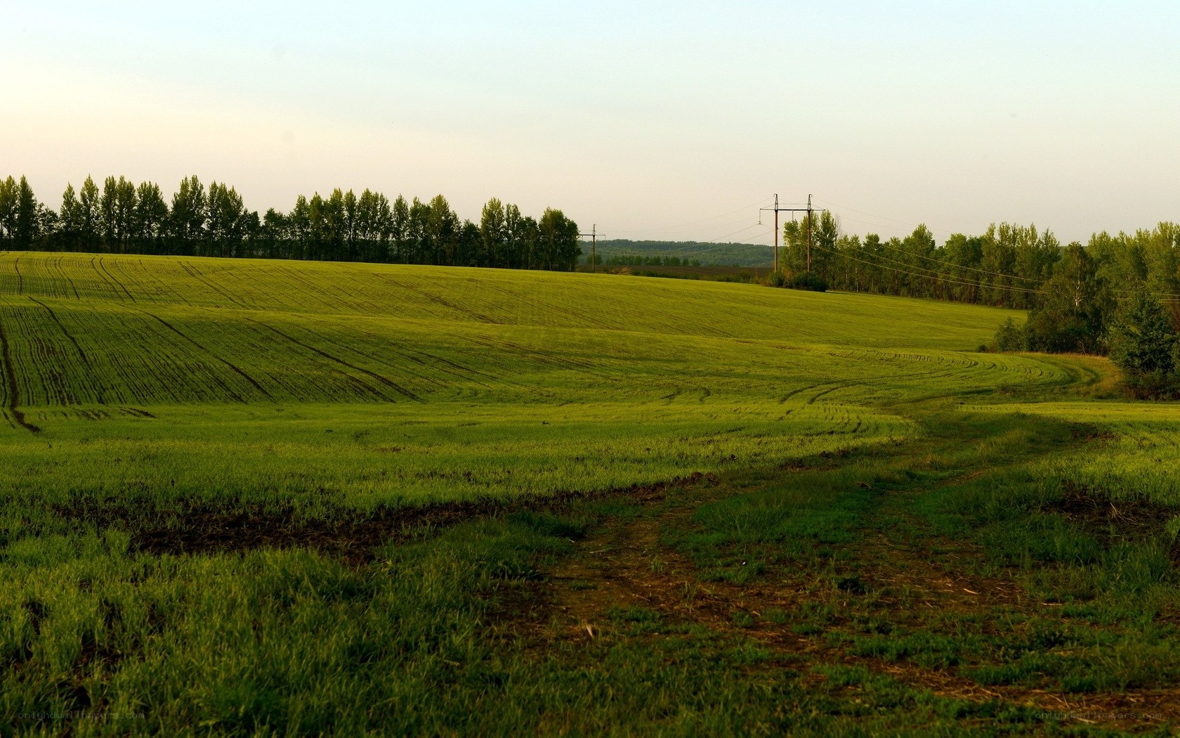 Green fields at sunset