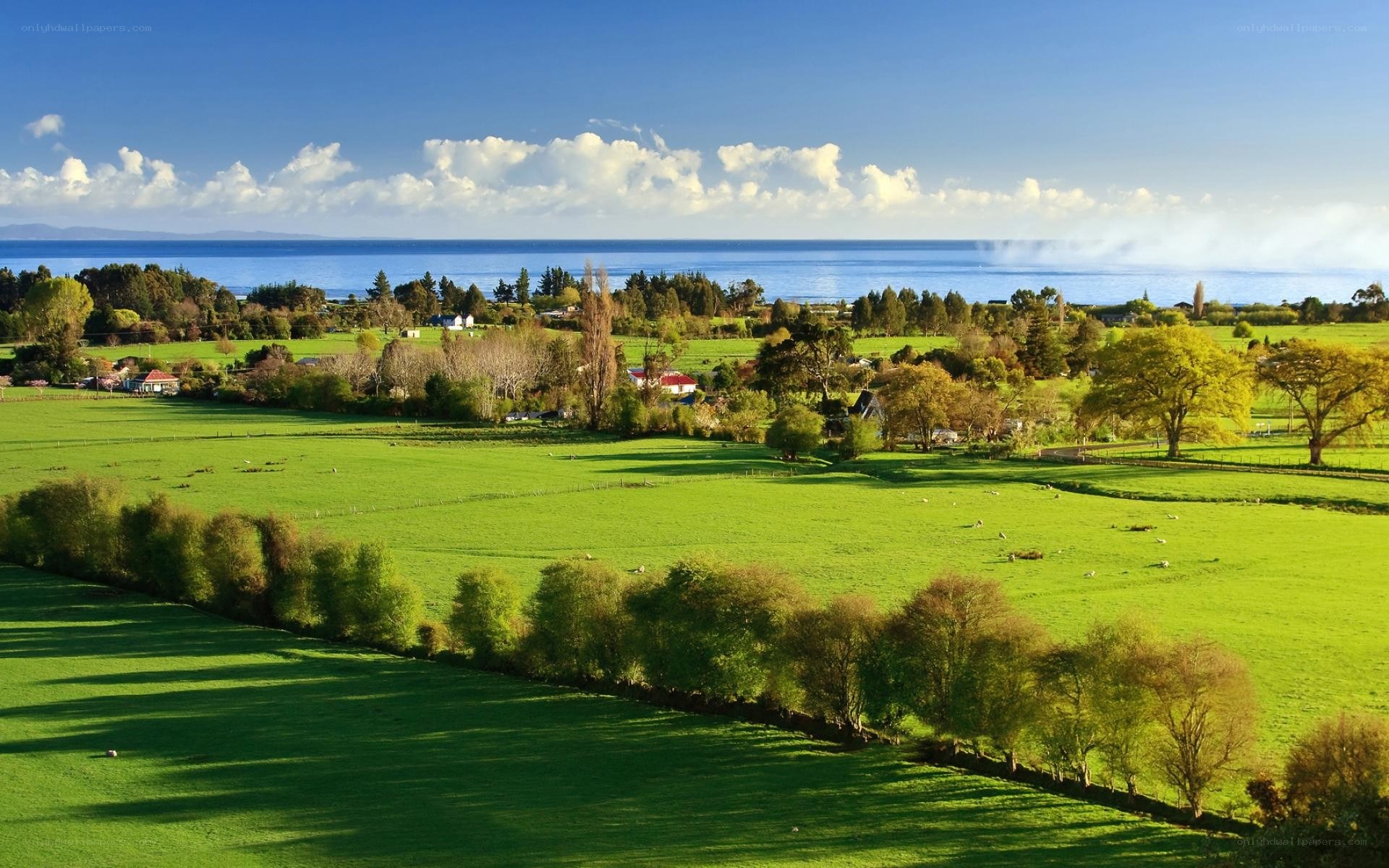 Green fields by the sea