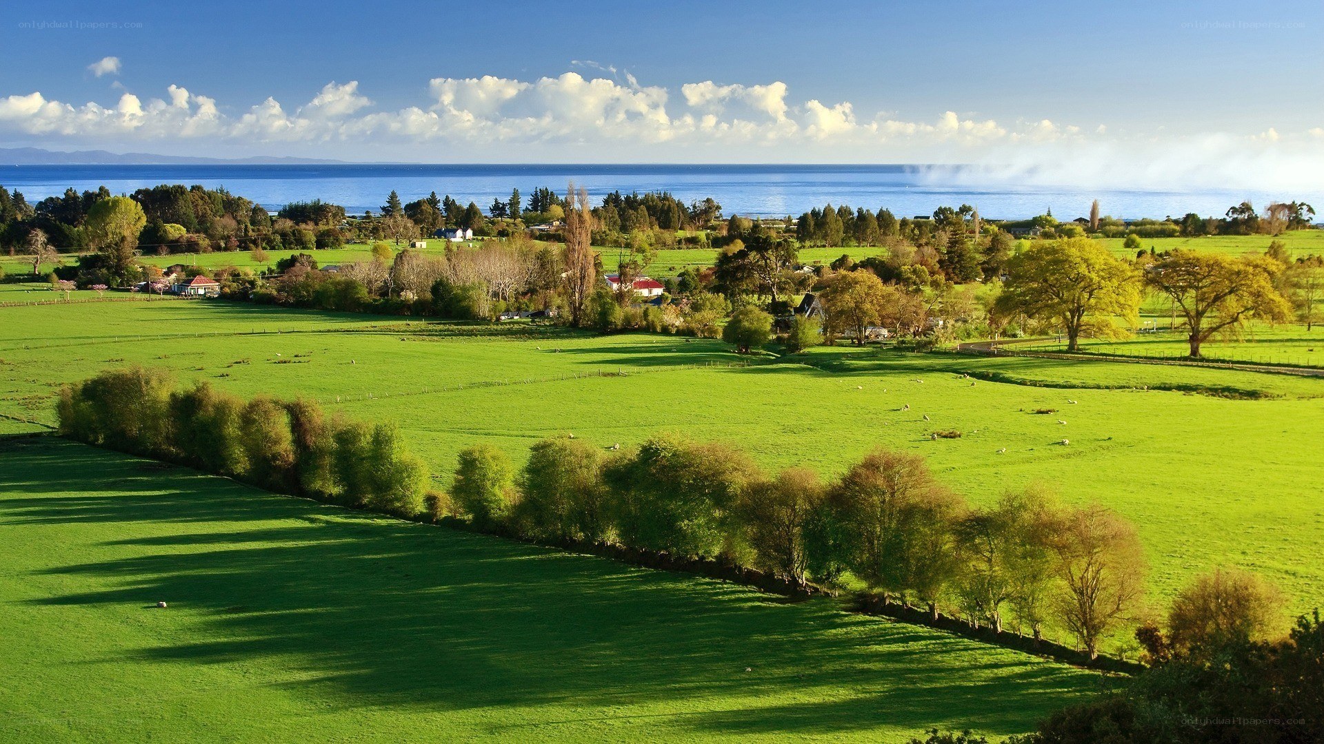 Green fields by the sea