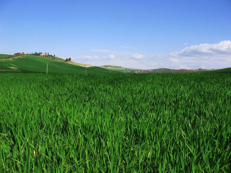 Green fields in Tuscany