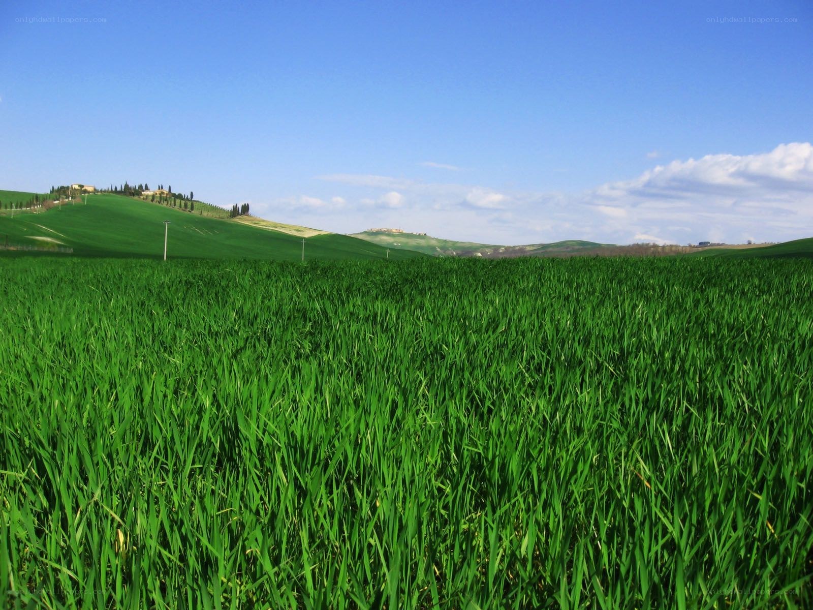 Green fields in Tuscany