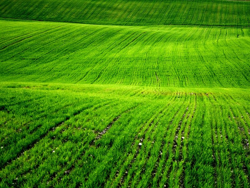 Green Fields of Crops
