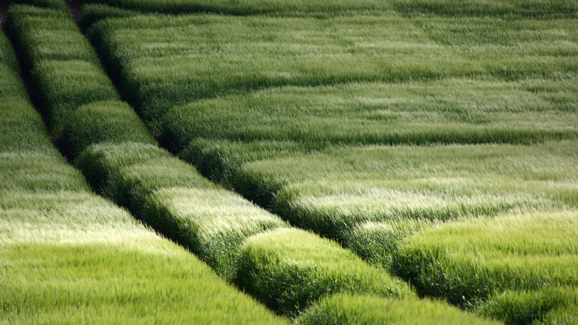 Green fields of wheat