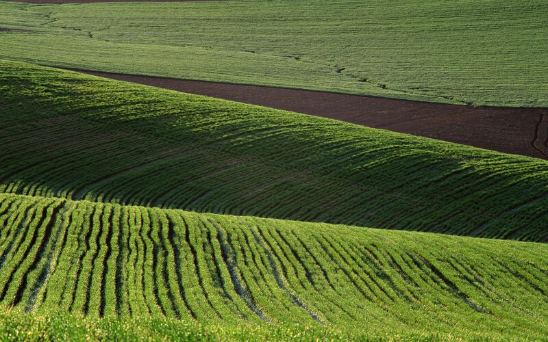 Green fields on rolling hills