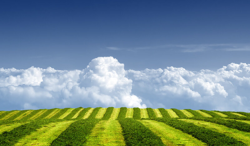 Green fields under blue sky