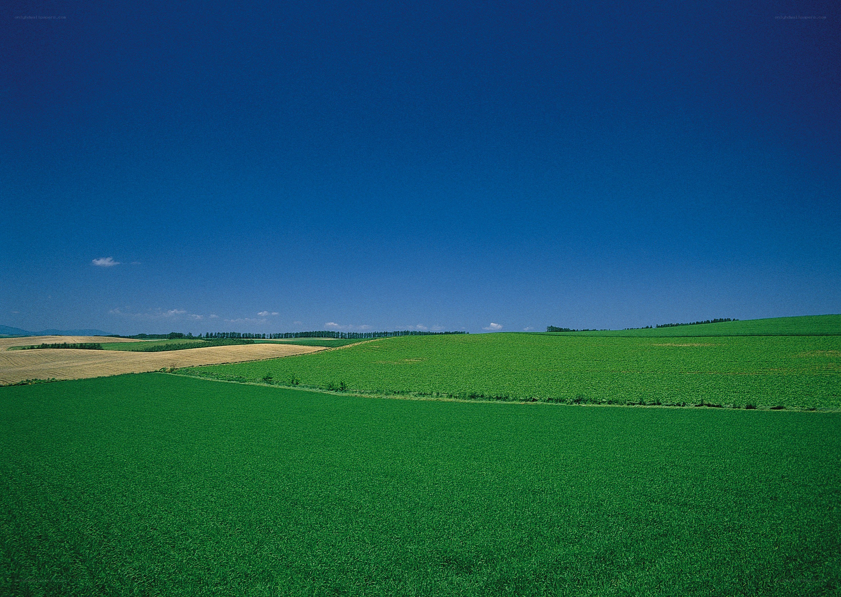 Green fields under blue sky