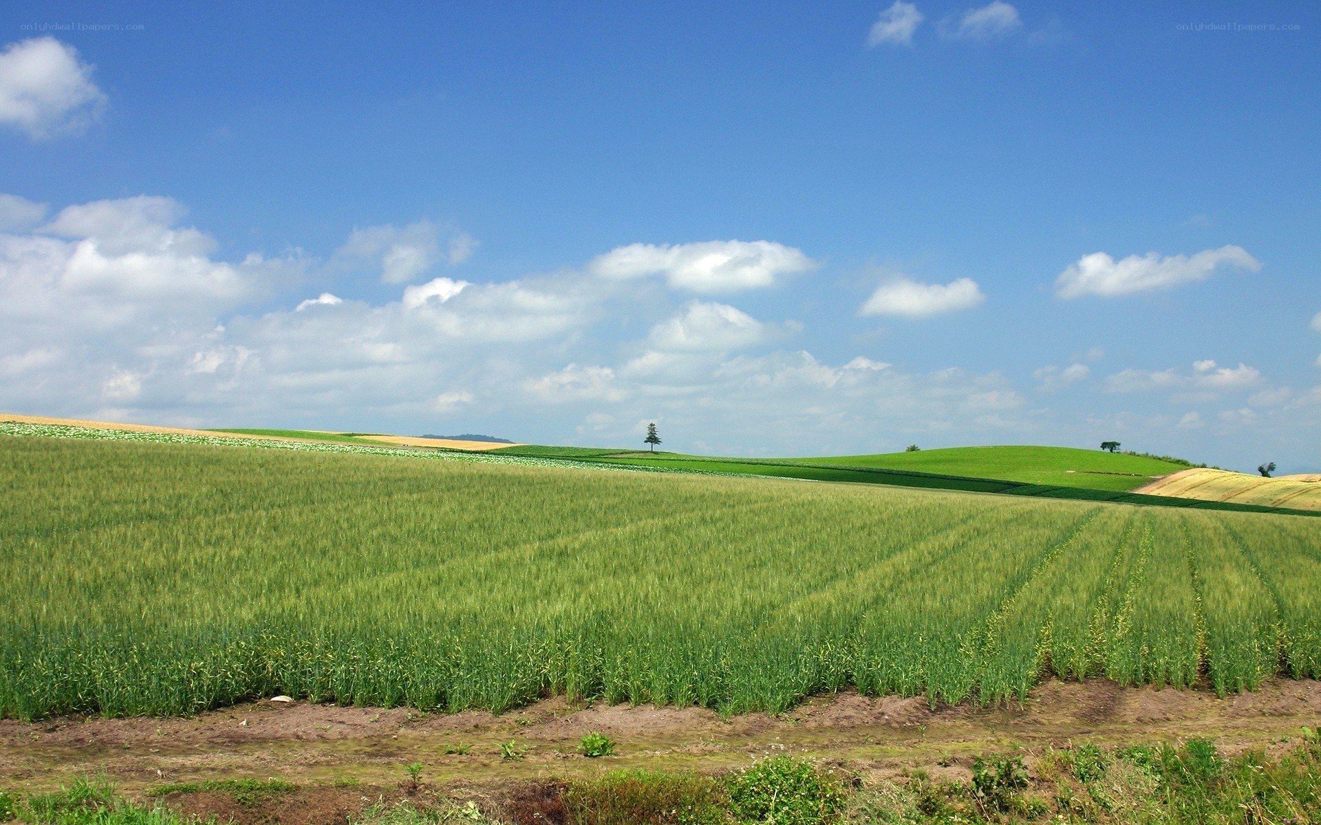 Green fields under blue sky