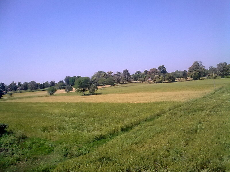 Green fields under blue sky