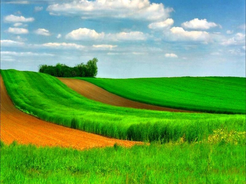 Green fields under blue sky