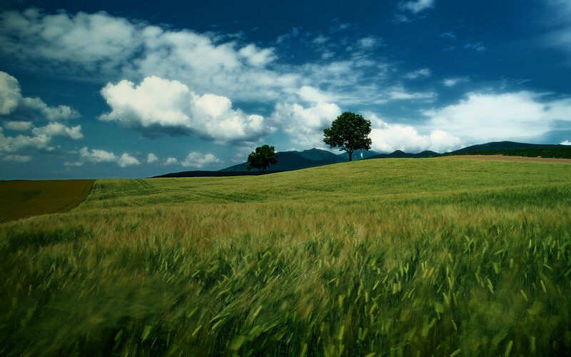 Green fields under cloudy sky