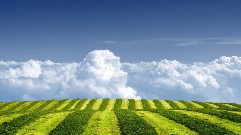 Green fields under cloudy sky