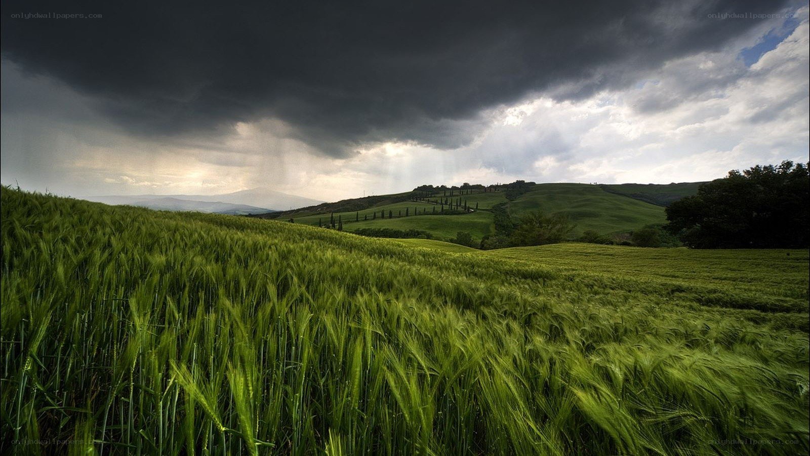 Green fields under stormy sky
