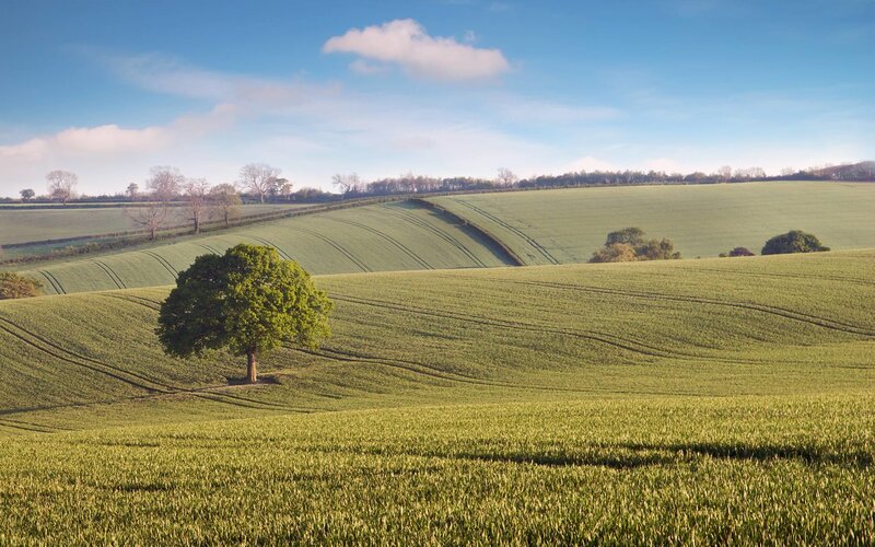 Green fields with lone tree