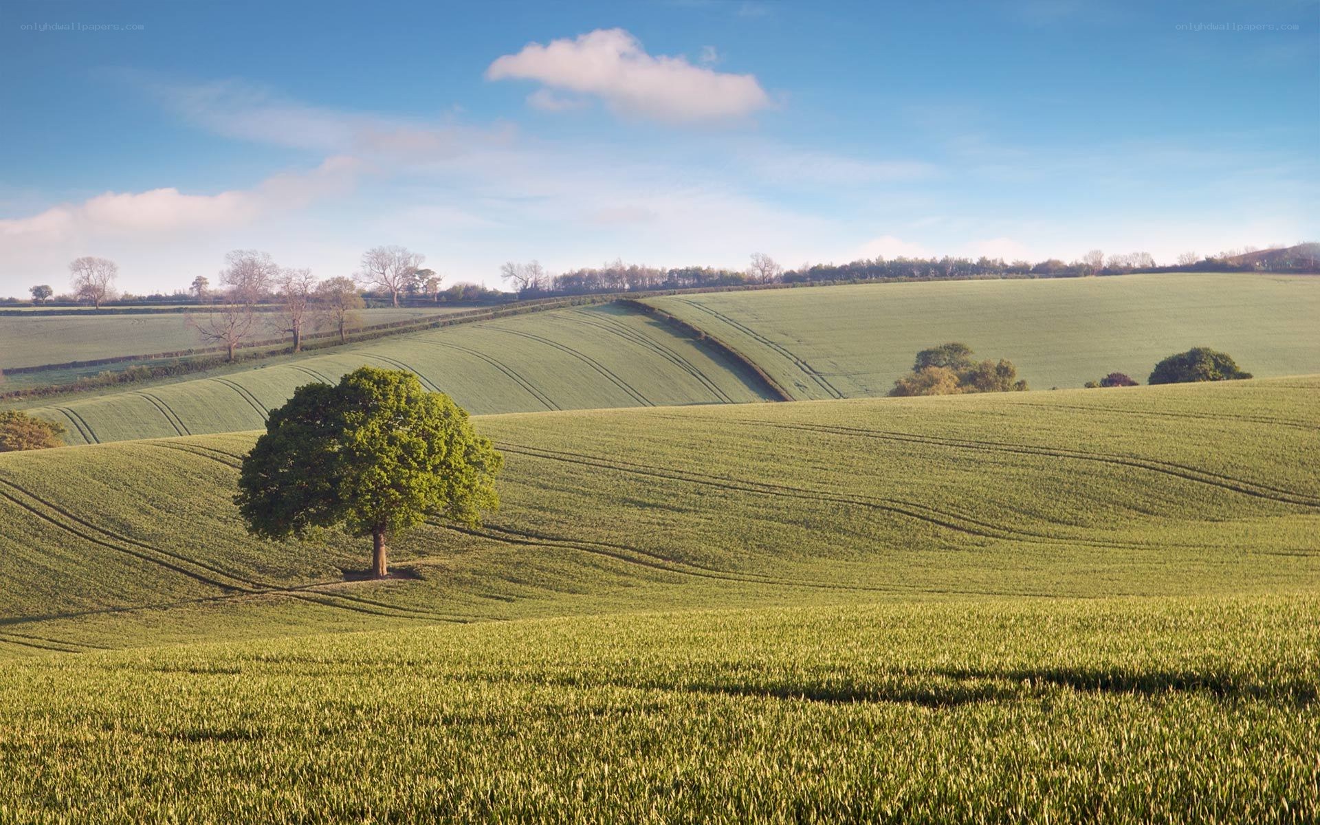 Green fields with lone tree