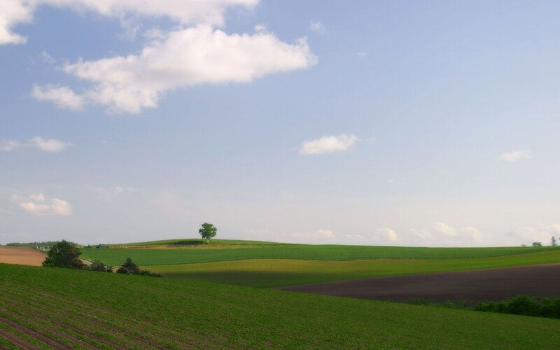 Green Fields with Lone Tree — Serene