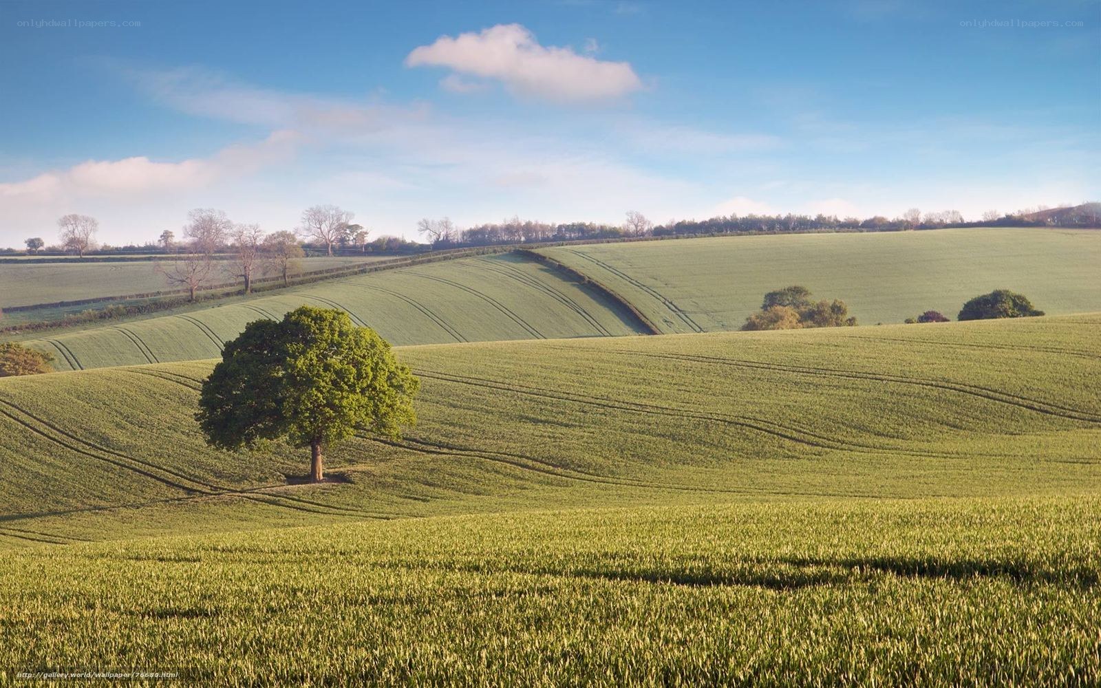 Green fields with lone tree