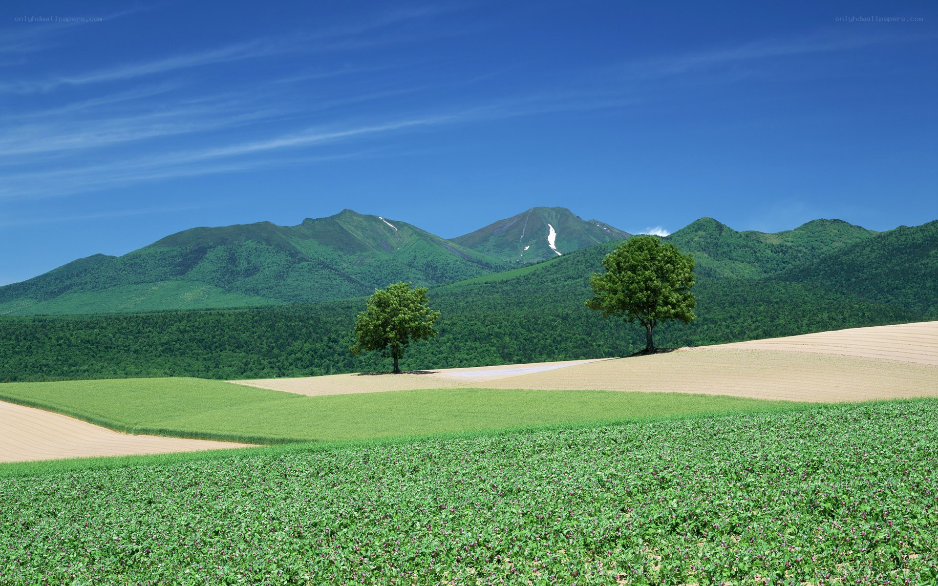 Green fields with mountains in background