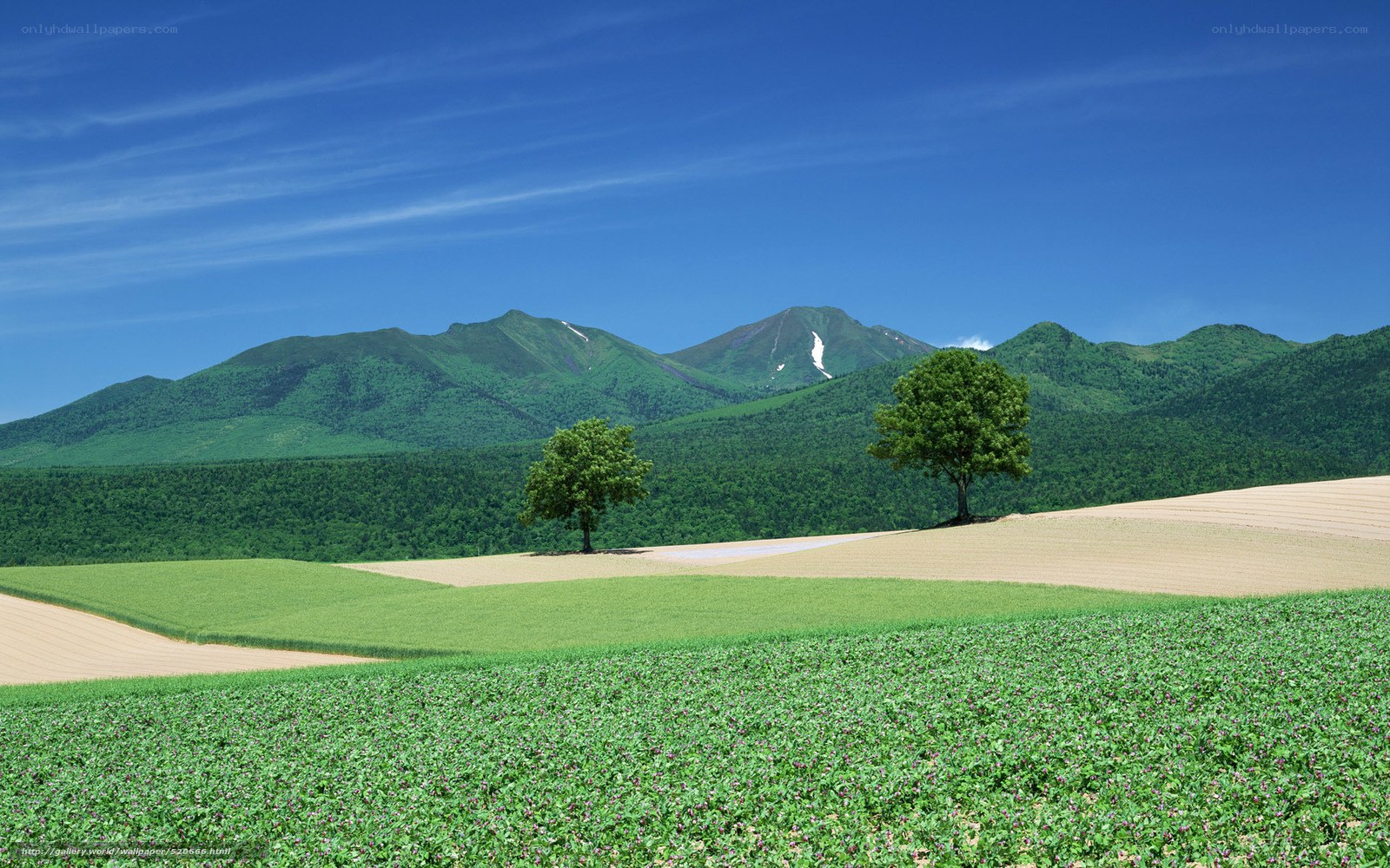 Green fields with mountains in background