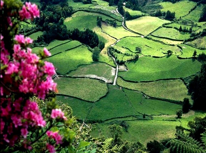 Green Fields with Pink Flowers