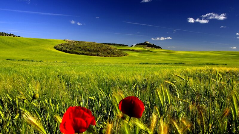 Green fields with red poppies