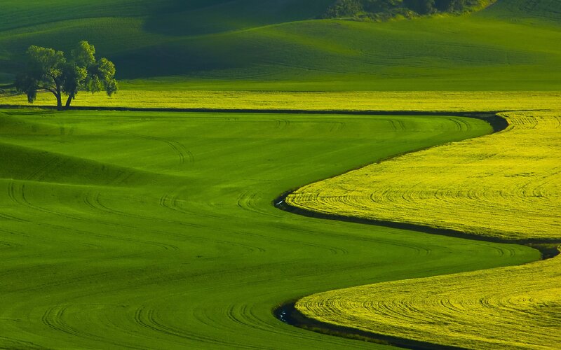 Green Fields with River