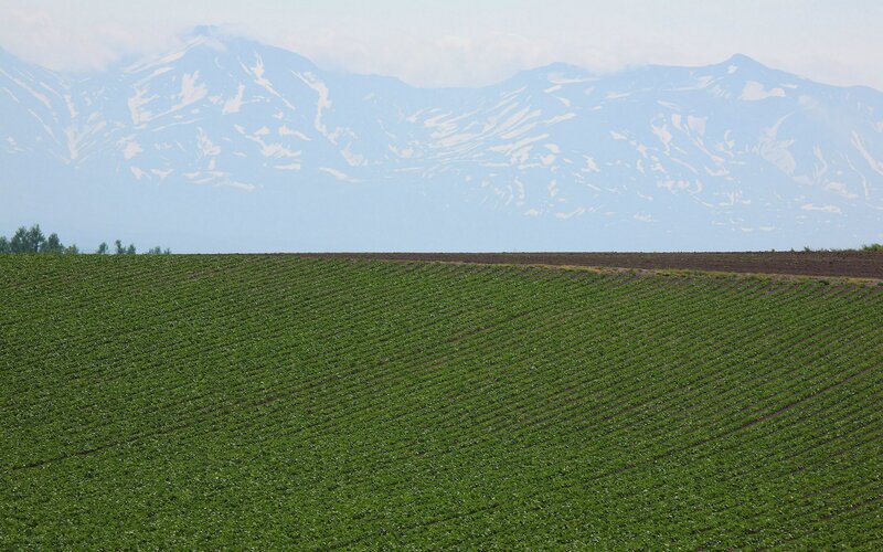 Green fields with snow-capped mountains