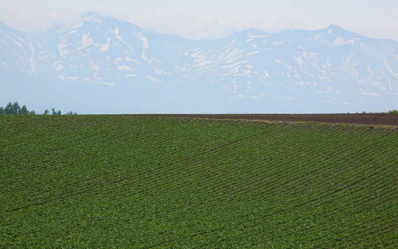 Green fields with snow-capped mountains
