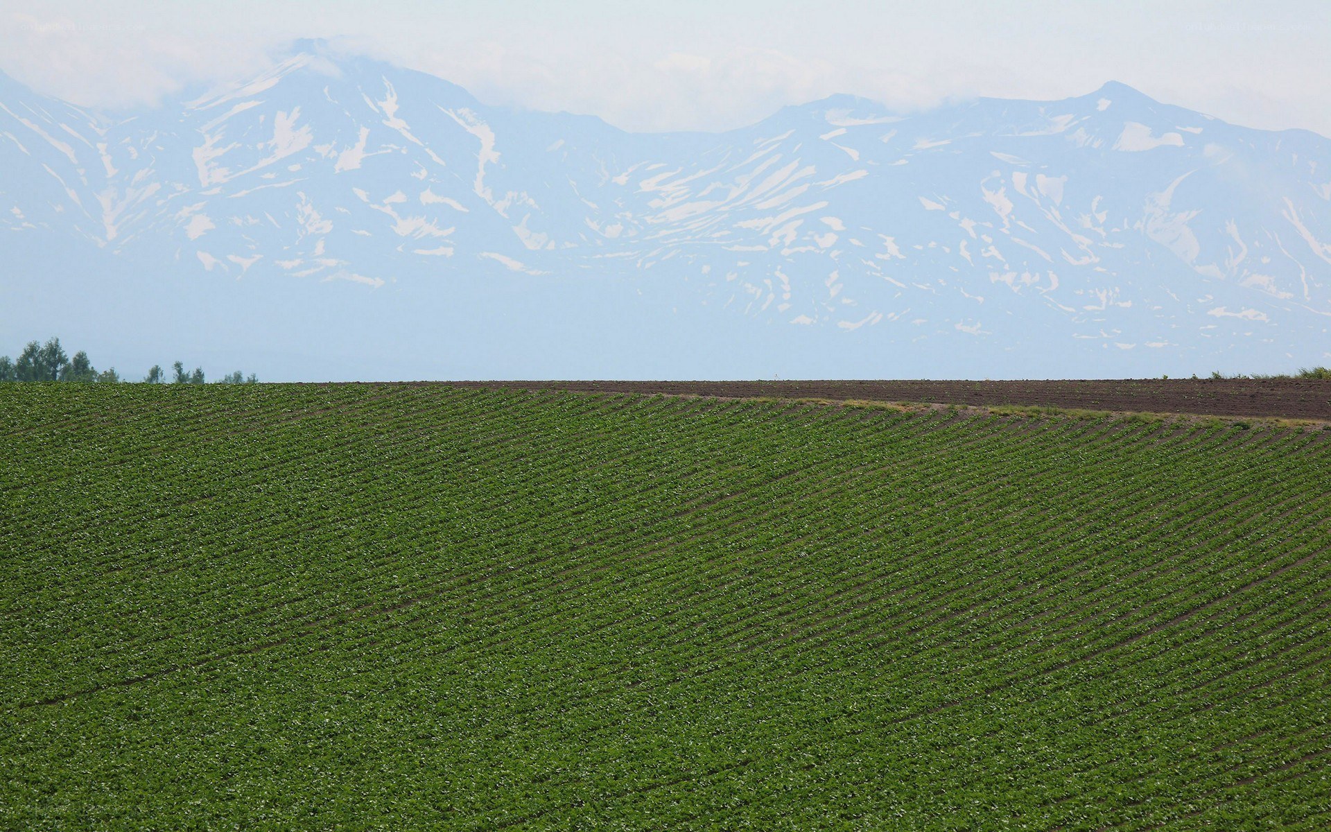 Green fields with snow-capped mountains