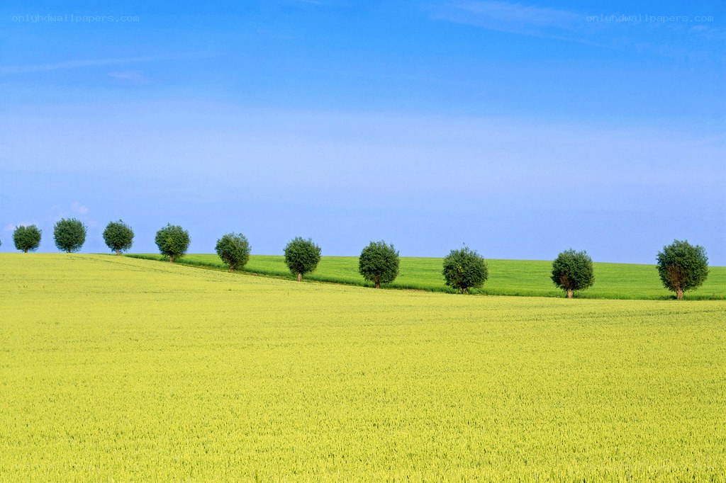 Green fields with trees