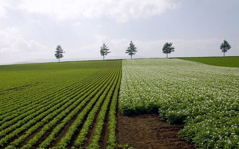 Green fields with white flowers