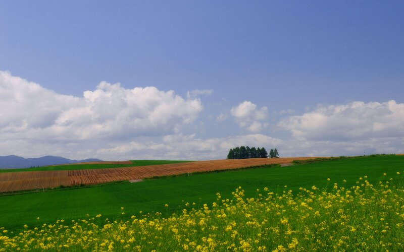 Green fields with yellow flowers