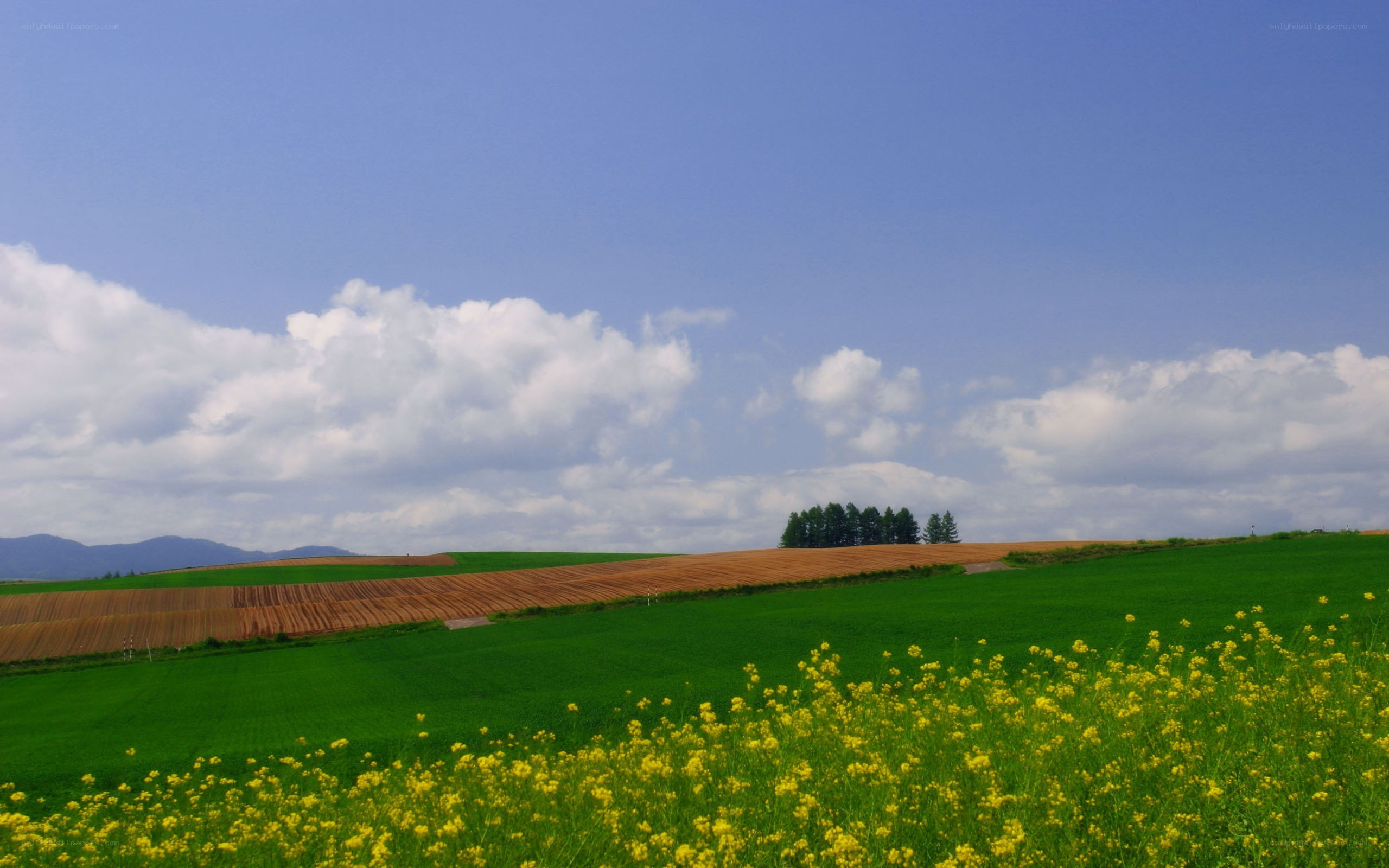 Green fields with yellow flowers