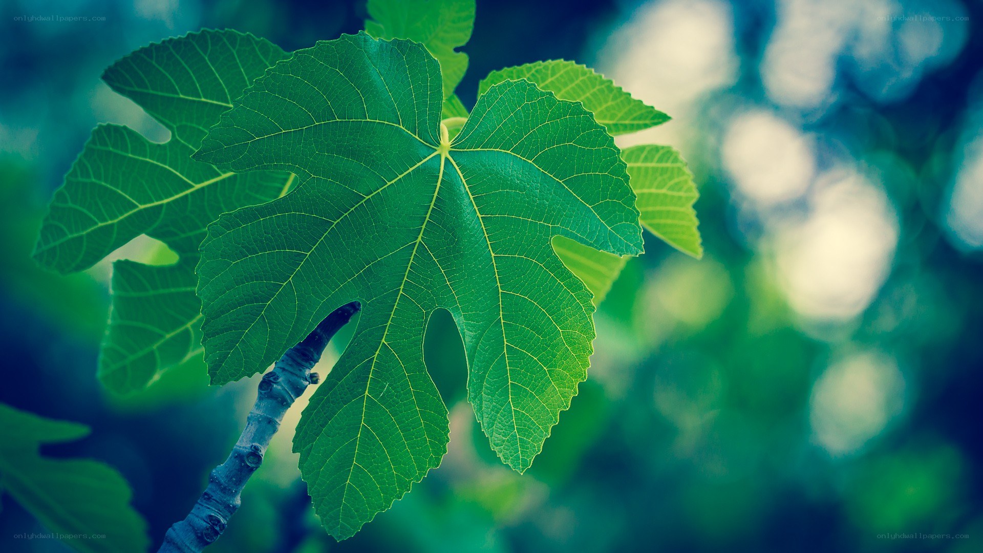 green fig leaf in sunlight