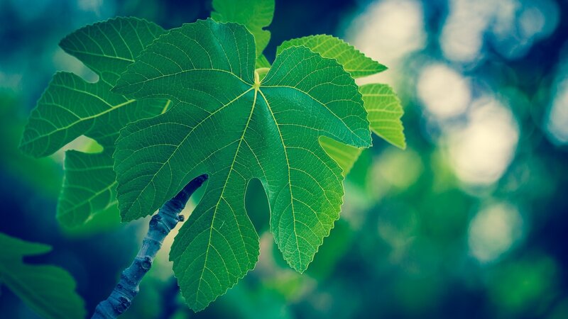 green fig leaf in sunlight