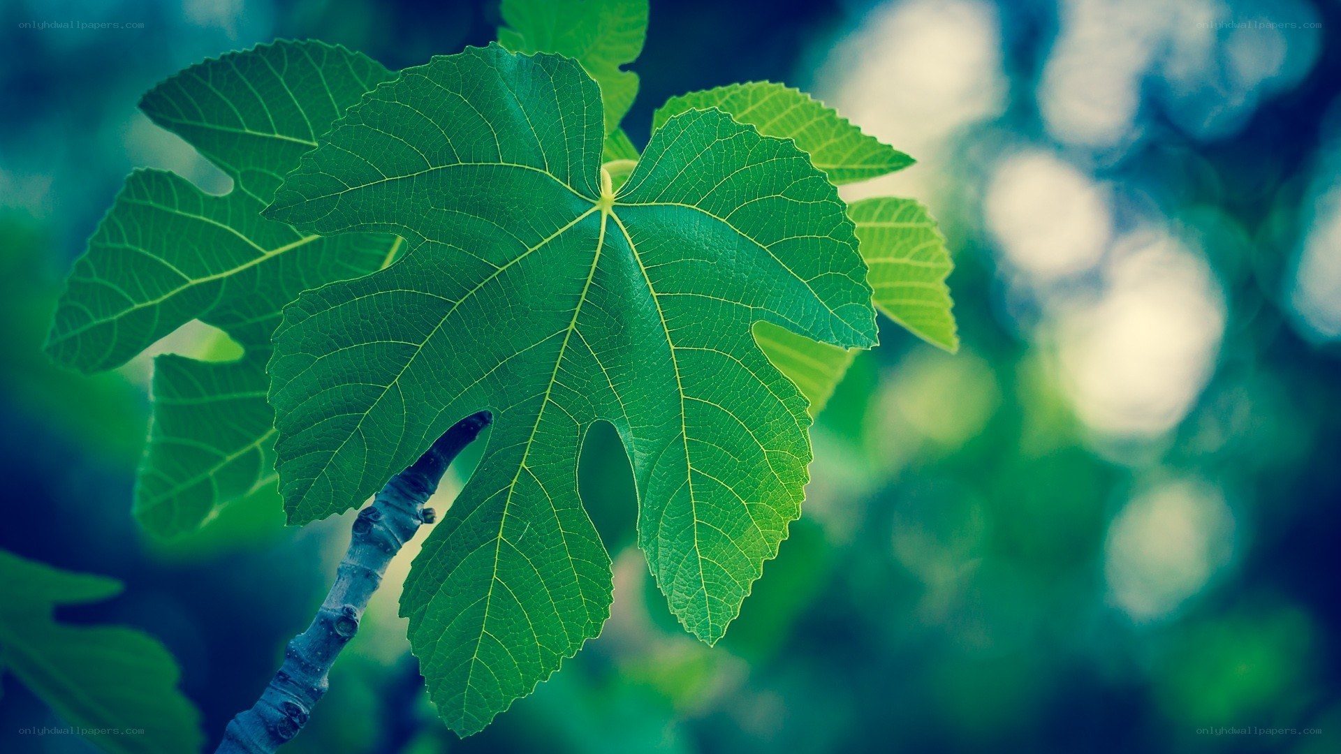 green fig leaf in sunlight