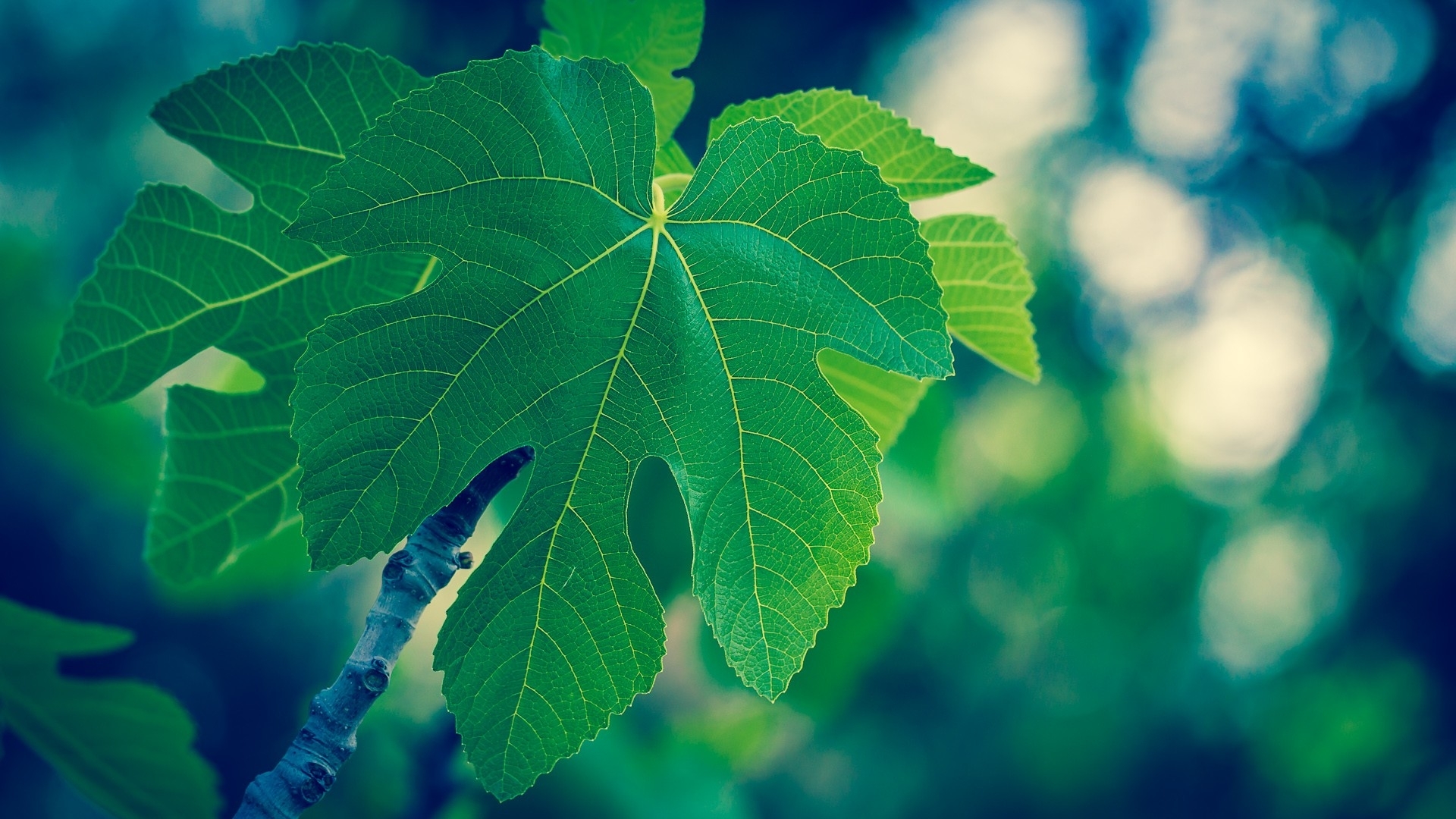 green fig leaf in sunlight