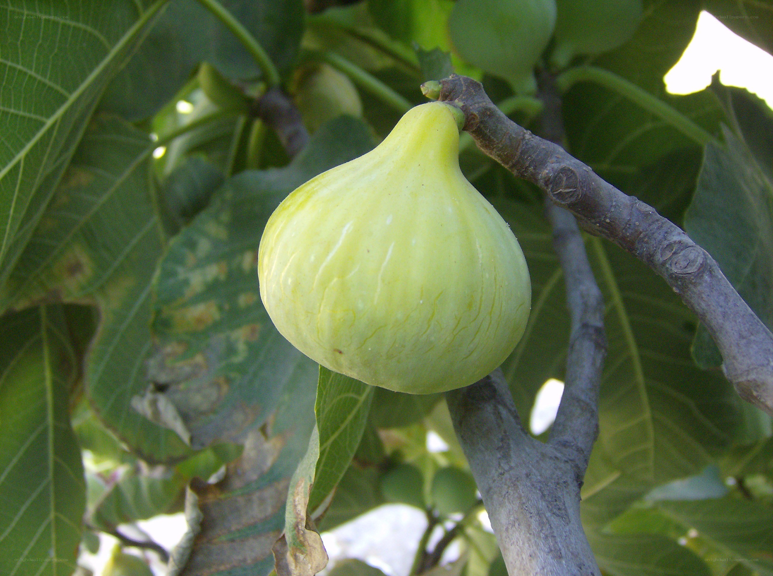 green fig on a tree