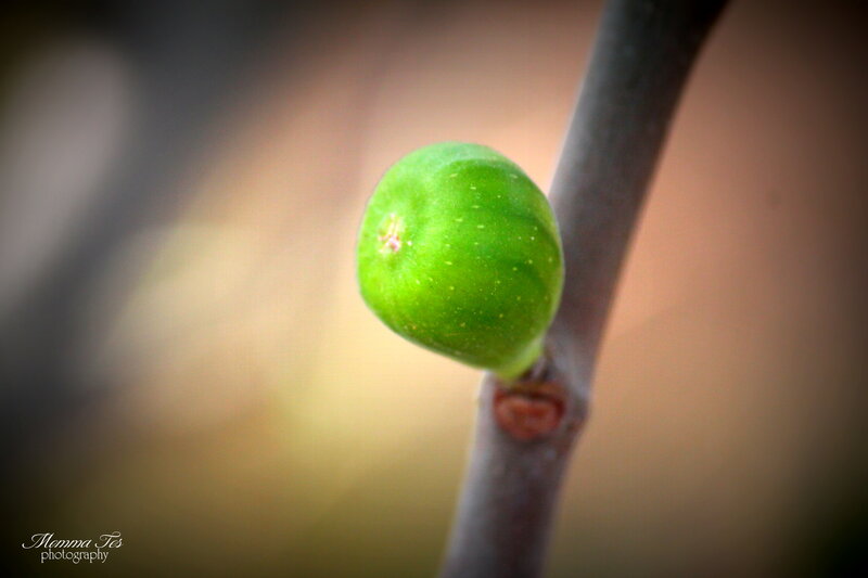 Green Fig on Branch