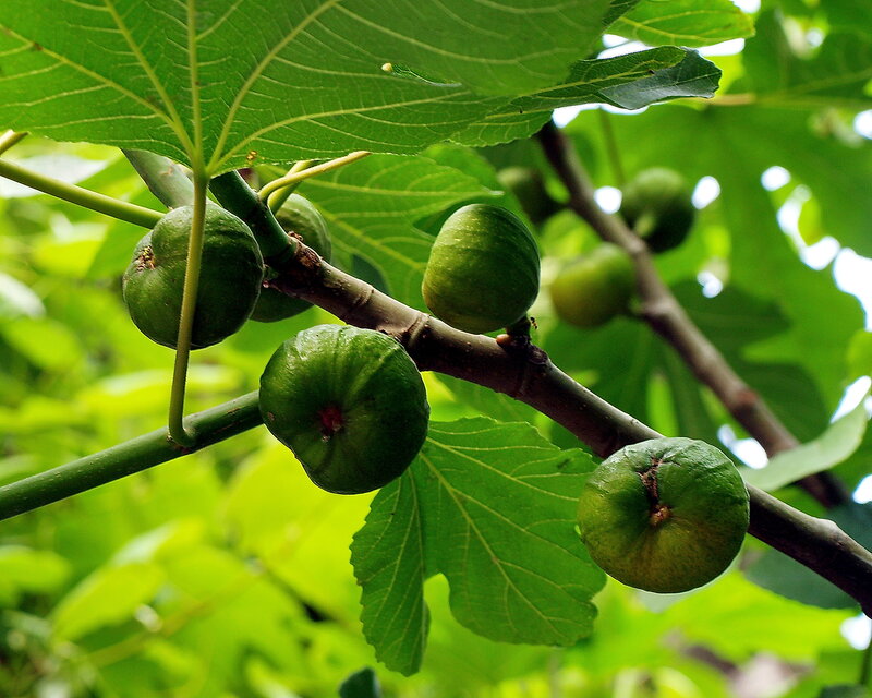 Green Figs on a Branch — Natural