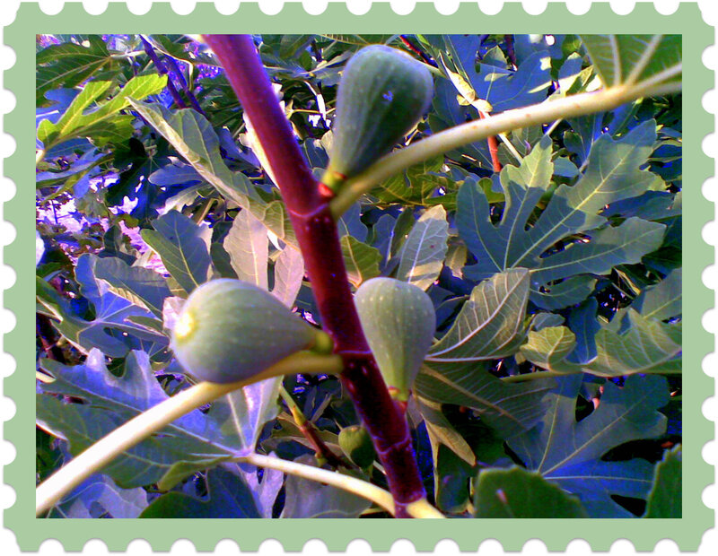 Green Figs on a Branch