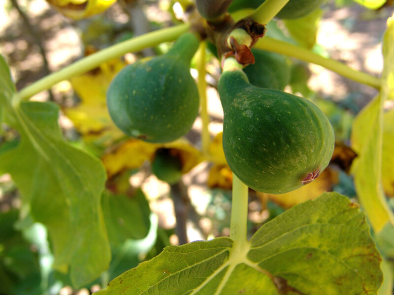 Green Figs on a Tree — Natural