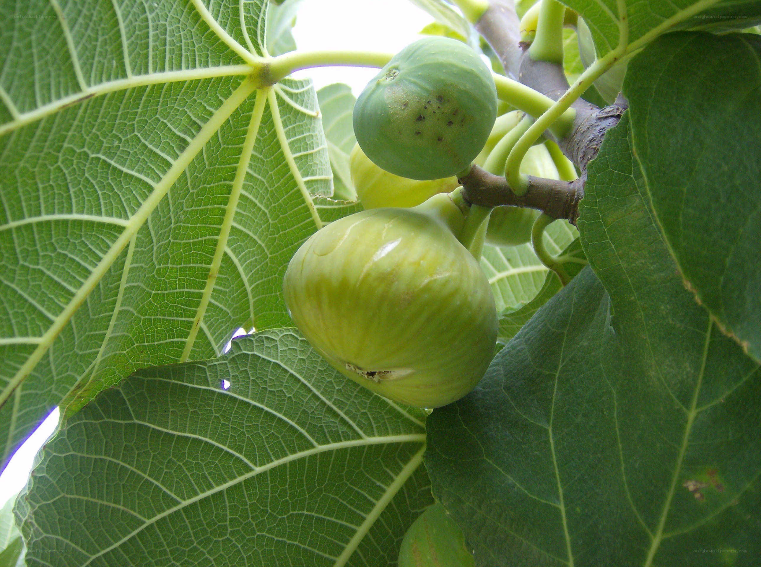 green figs on a tree