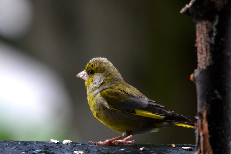 Green Finch Bird