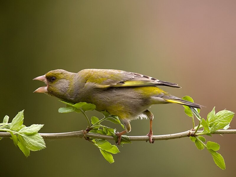 green finch on a branch