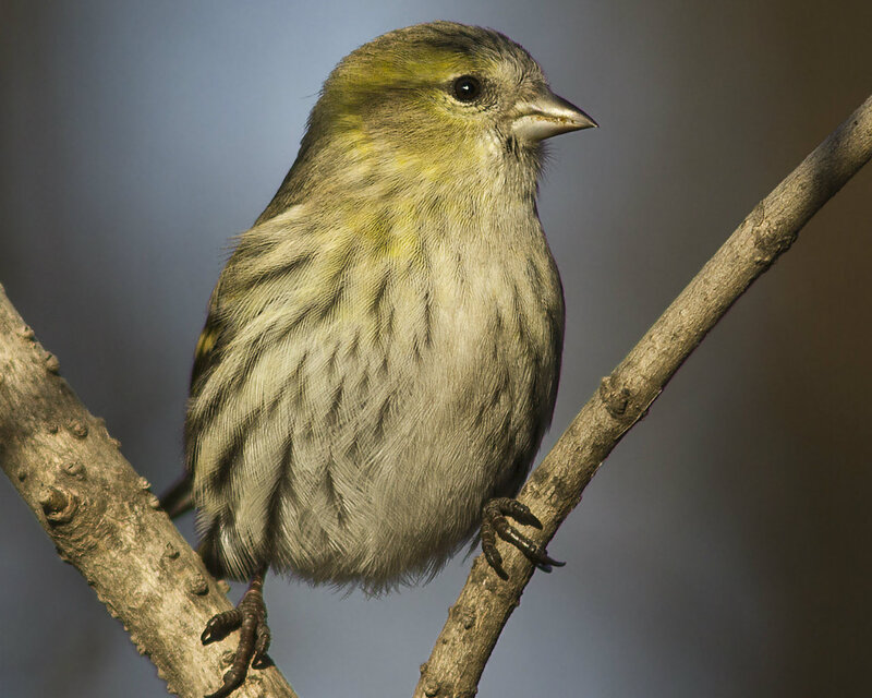 Green Finch on Branch — Brown